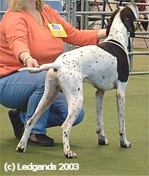 Limit Dog